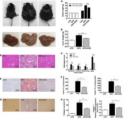 Exercise Alleviates the Apolipoprotein A5-Toll-Like Receptor 4 Axis Impairment in Mice With High-Fat Diet-Induced Non-alcoholic Steatohepatitis